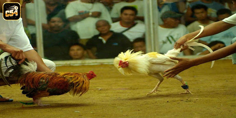 Chiến thuật tham gia chơi tại web game một cách hiệu quả