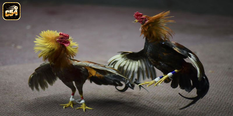 Đá gà cựa sắt