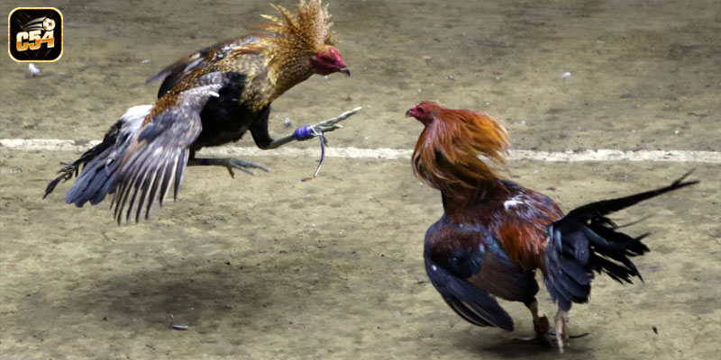 Giới thiệu chi tiết nhất về hình thức đá gà cựa dao