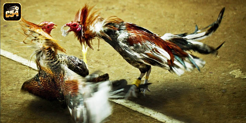 Giới thiệu vài nét hay về hình thức đá gà Thomo