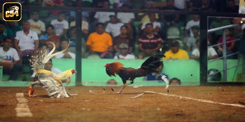 Hướng dẫn cách tham gia lựa chọn tốt nhất năm 2025