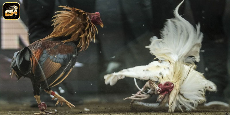 Kinh nghiệm lựa chọn gà cho trận đấu tại trang web