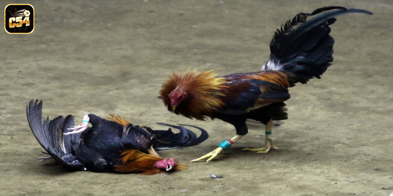 Luật chơi cơ bản trong sảnh game mà bạn cần nắm