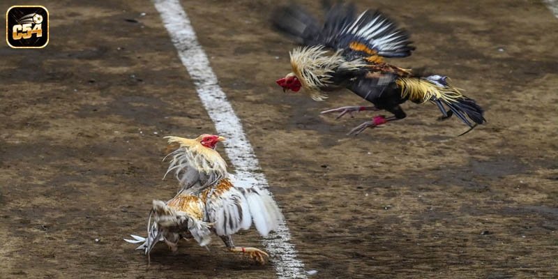 Tìm hiểu chi tiết về hình thức giải trí đá gà cựa sắt